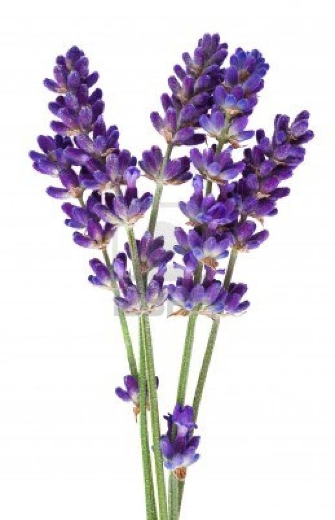 Fleurs de Lavande