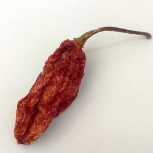 BHUT JOLOKIA