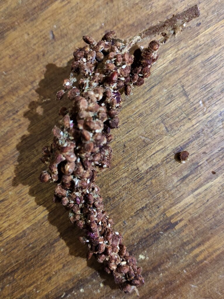 SUMAC ENTIER